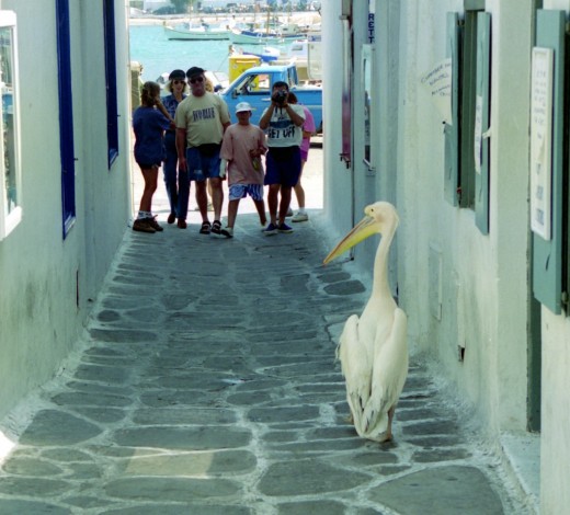 The Pelican in Mykonos, 1994