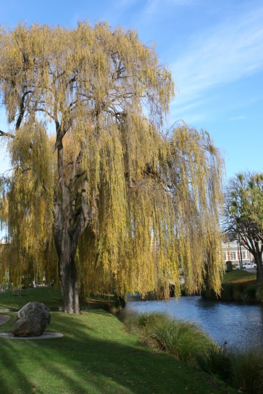 2005 Willow tree along river in Christchurch, NZ