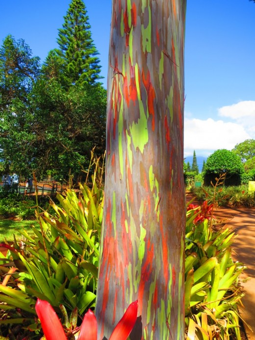 Rainbow Eucalyptus, Oahu 2012