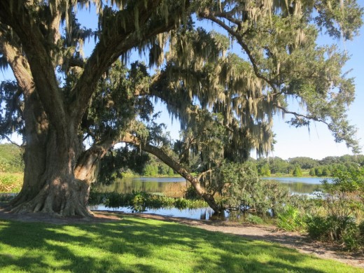 The Quercus Quesinberry Oak on the West Orange Bike trail, 2014