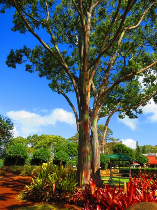 The Rainbow Eucalyptus can grow over 200 feet