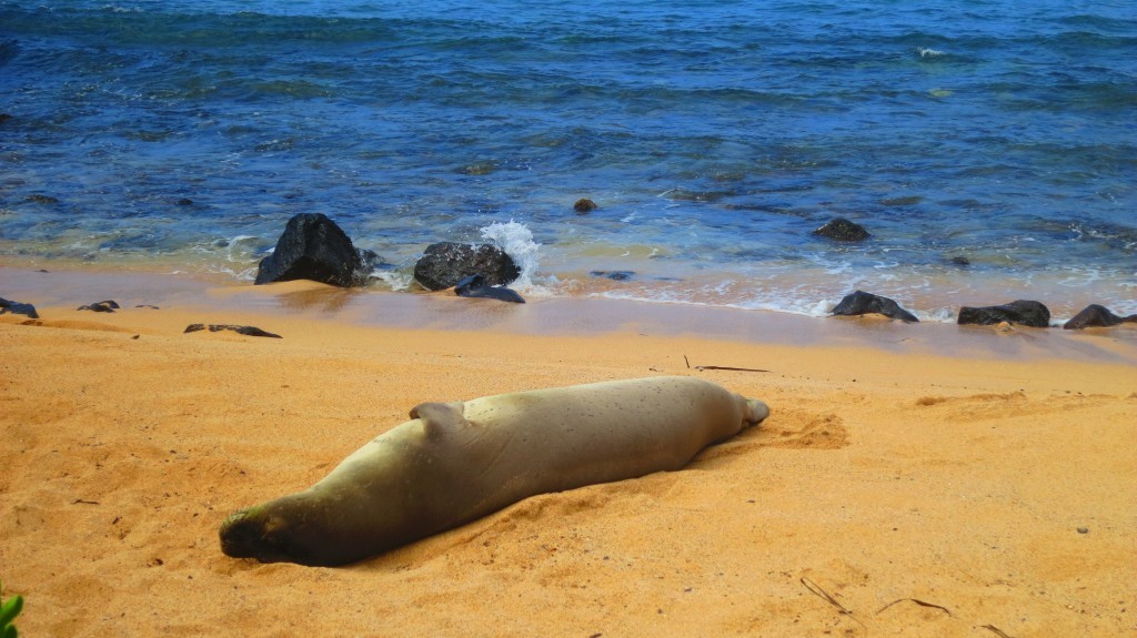 A monk seal close by the restaurant.