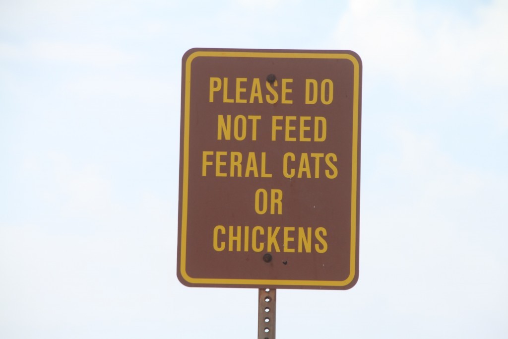 Don't feed the cats!